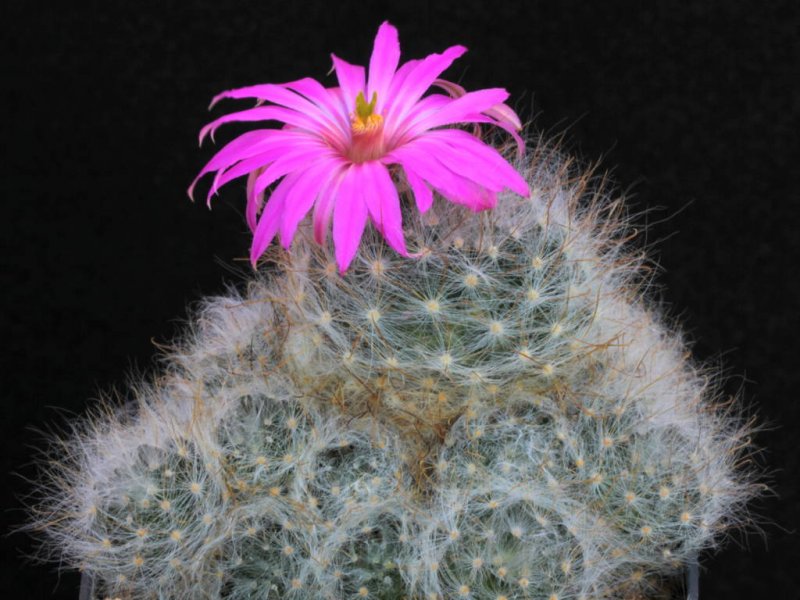 Mammillaria guelzowiana 