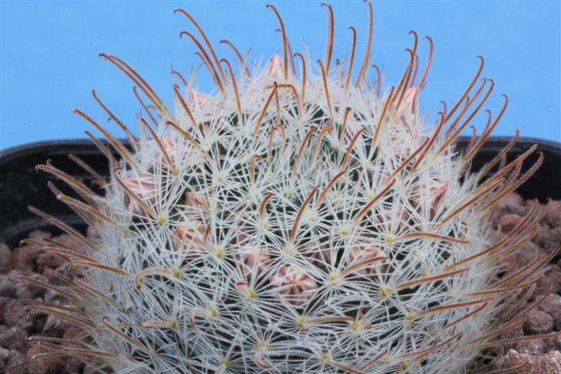 Mammillaria nazasensis 