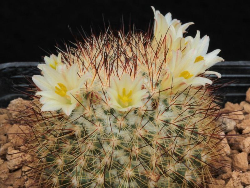 Mammillaria neopalmeri L 007