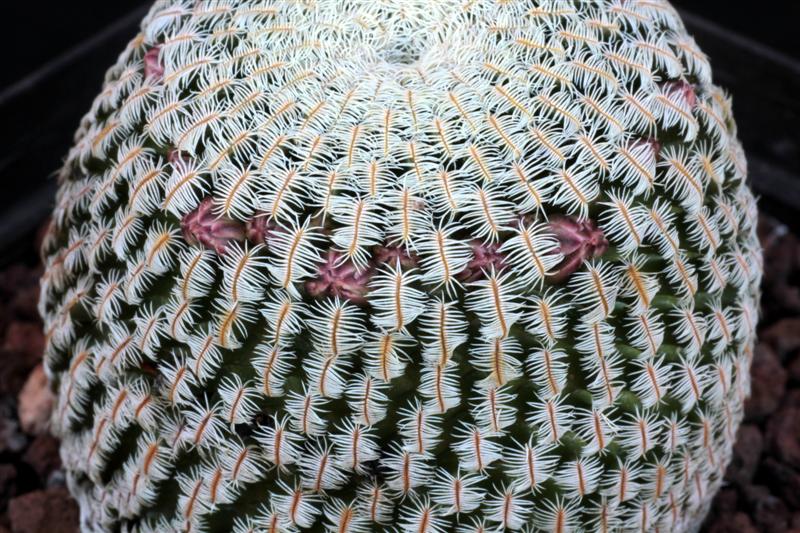 Mammillaria pectinifera 