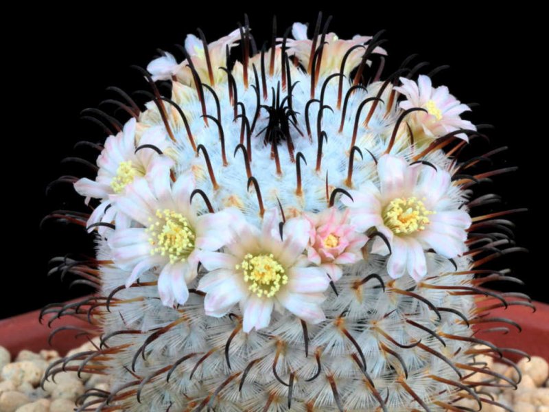 Mammillaria perezdelarosae 