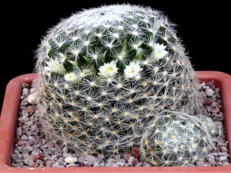 Mammillaria schiedeana ssp. dumetorum 