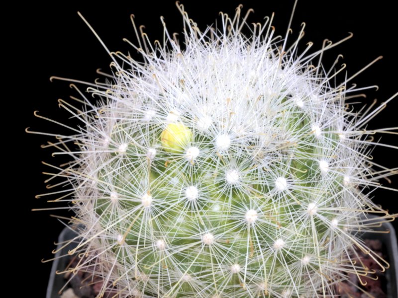 Mammillaria senilis 