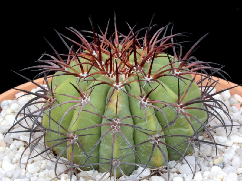 melocactus intortus