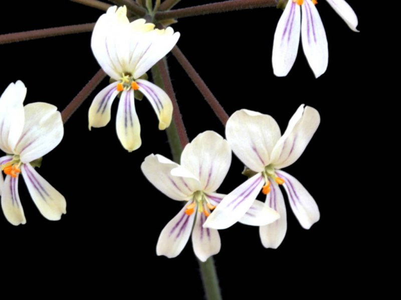 Pelargonium triste 