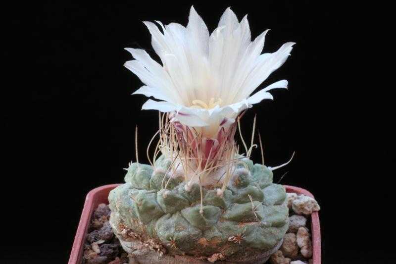 Strombocactus disciformis 