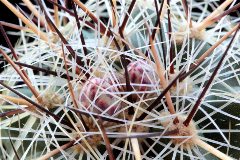 Thelocactus lausseri 