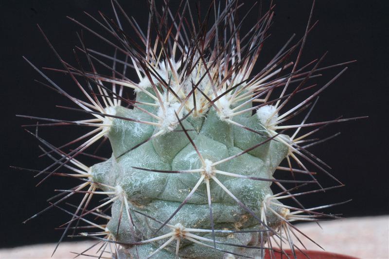 Turbinicarpus gielsdorfianus 