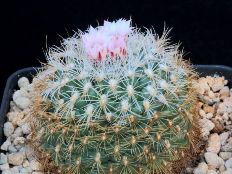 Turbinicarpus knuthianus L 732