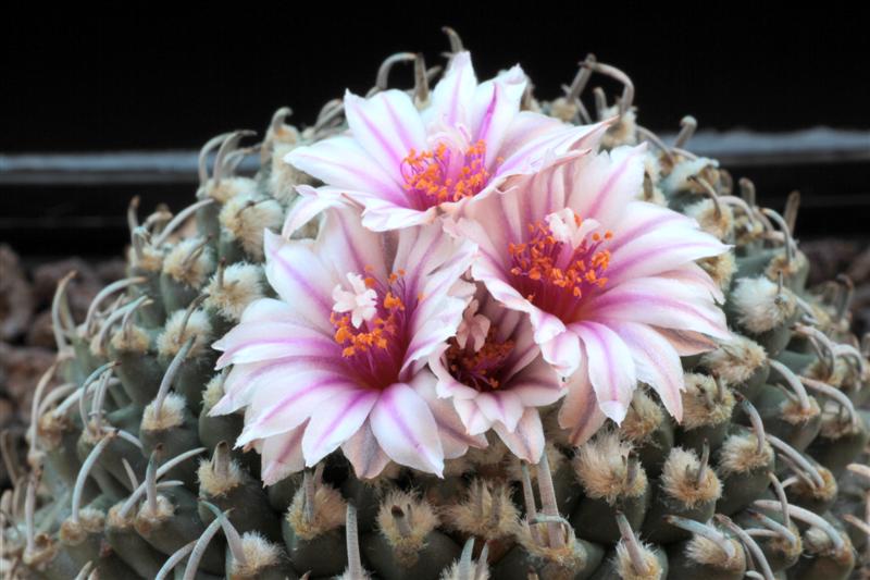 Turbinicarpus schmiedickeanus ssp. andersonii 