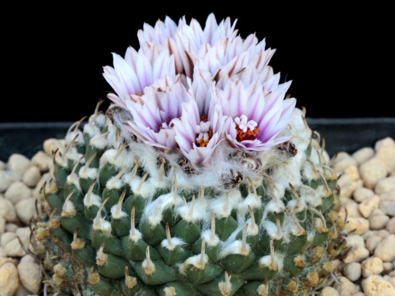 Turbinicarpus schmiedickeanus ssp. andersonii 