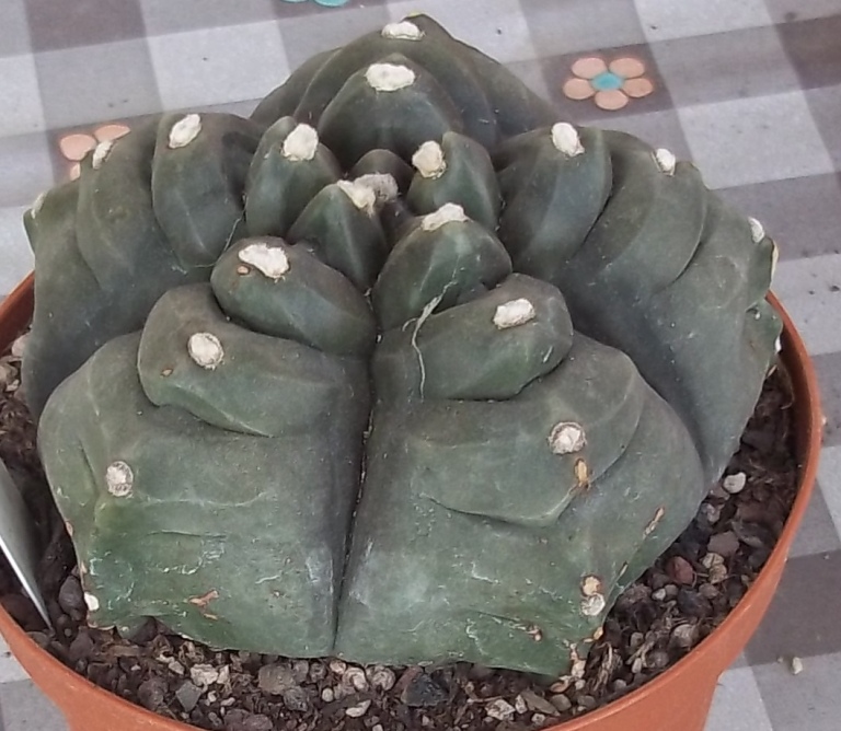 Astrophytum myriostigma cv. kikko 