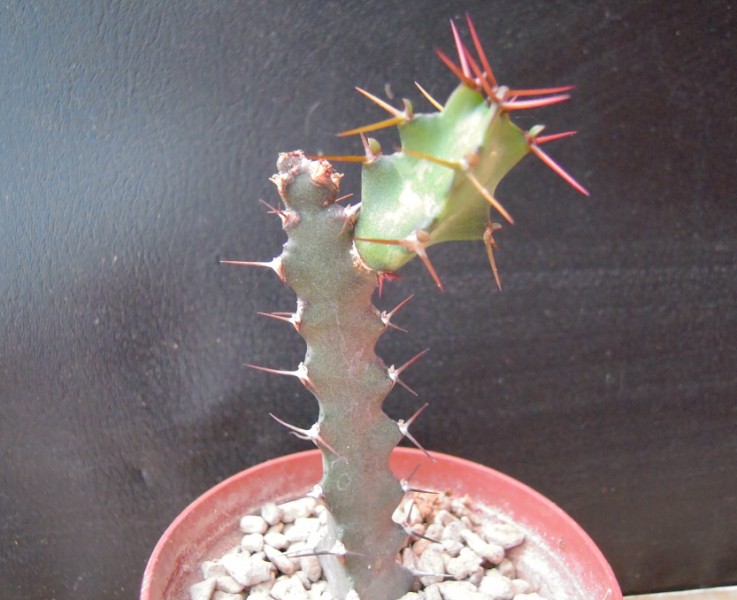 Euphorbia excelsa 