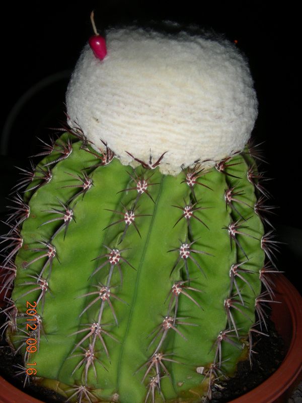 Melocactus schatzlii 