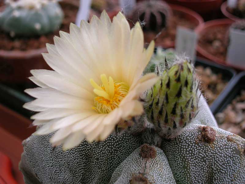 Astrophytum myriostigma f. quadricostatum 