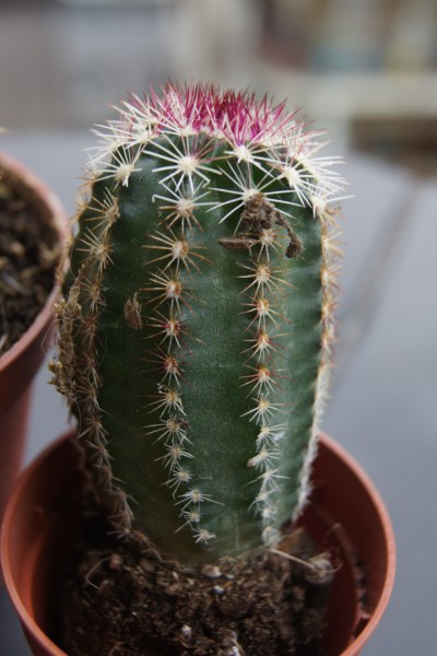echinocereus  