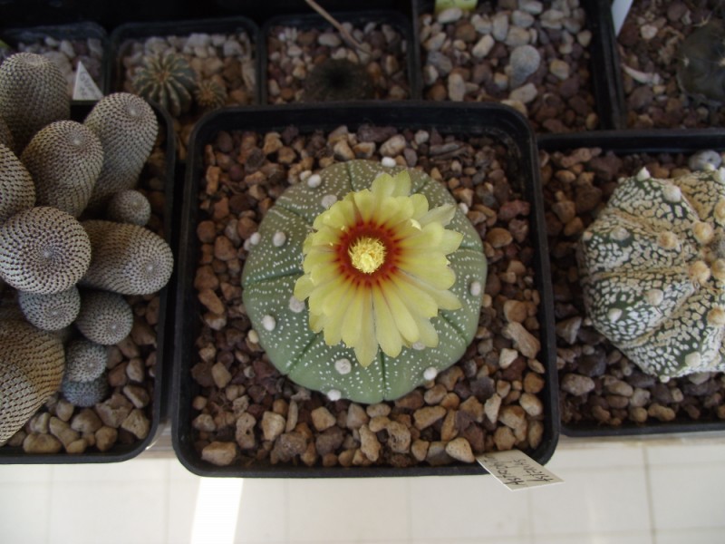 Astrophytum asterias 