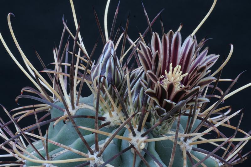 Ancistrocactus uncinatus 