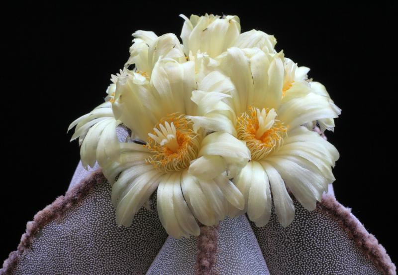 Astrophytum myriostigma v. columnare 