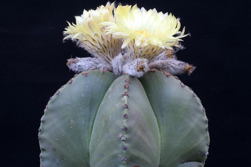 Astrophytum myriostigma v. nudum 