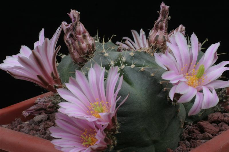 Echinocereus  knippelianus 