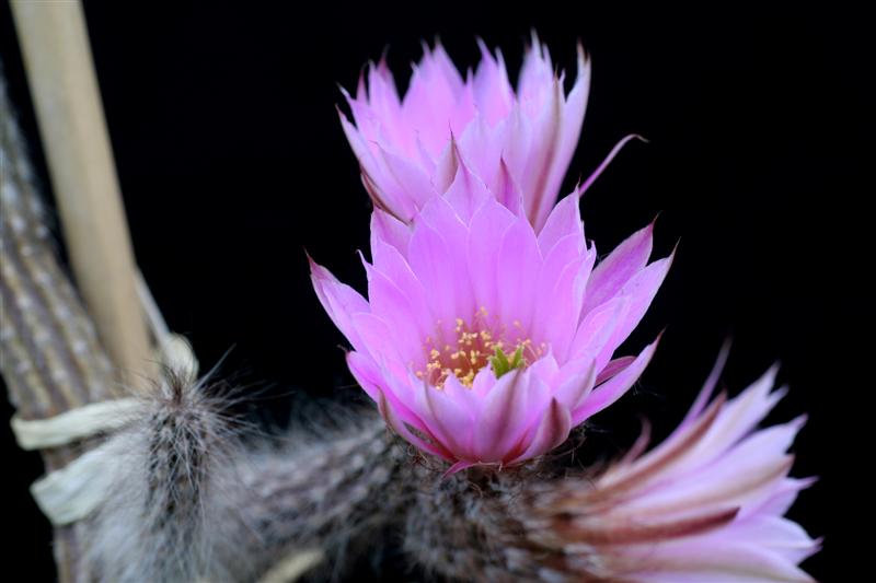 Echinocereus schmollii 