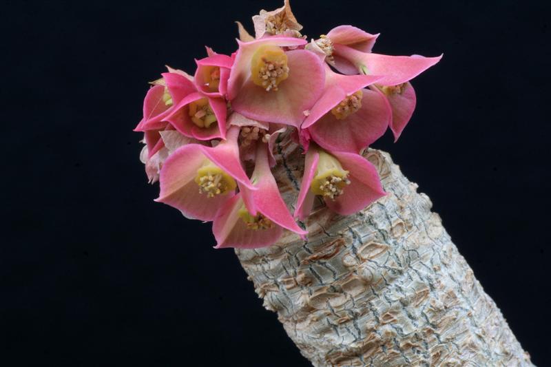 Euphorbia ankarensis 