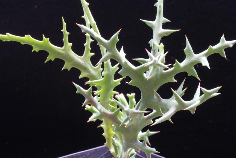 Euphorbia stenoclada 
