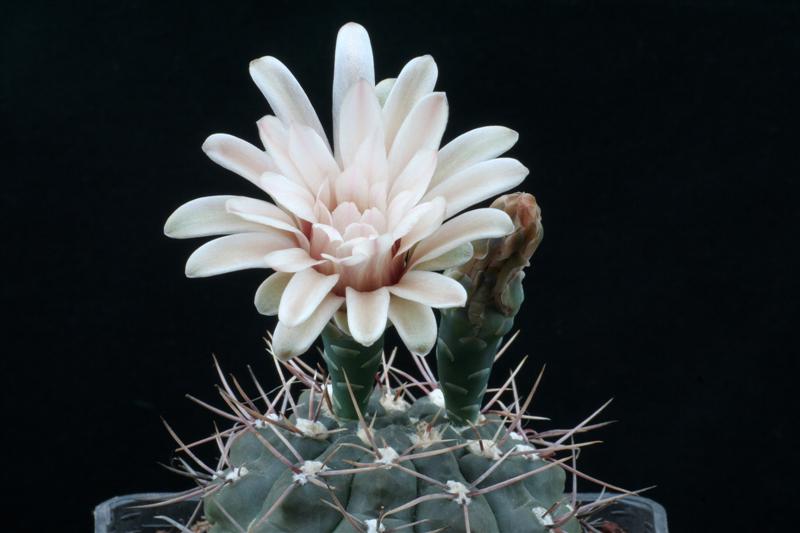 Gymnocalycium hamatum 