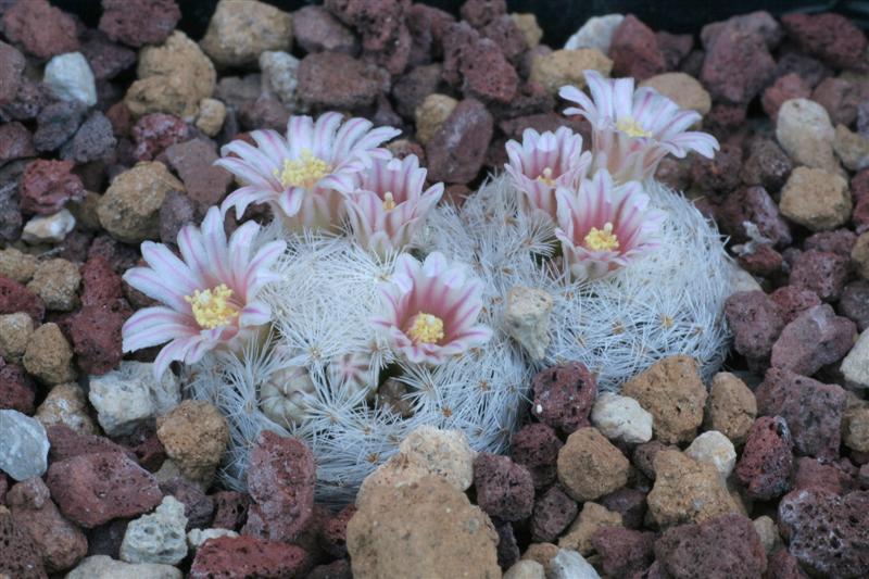 Mammillaria lasiacantha 