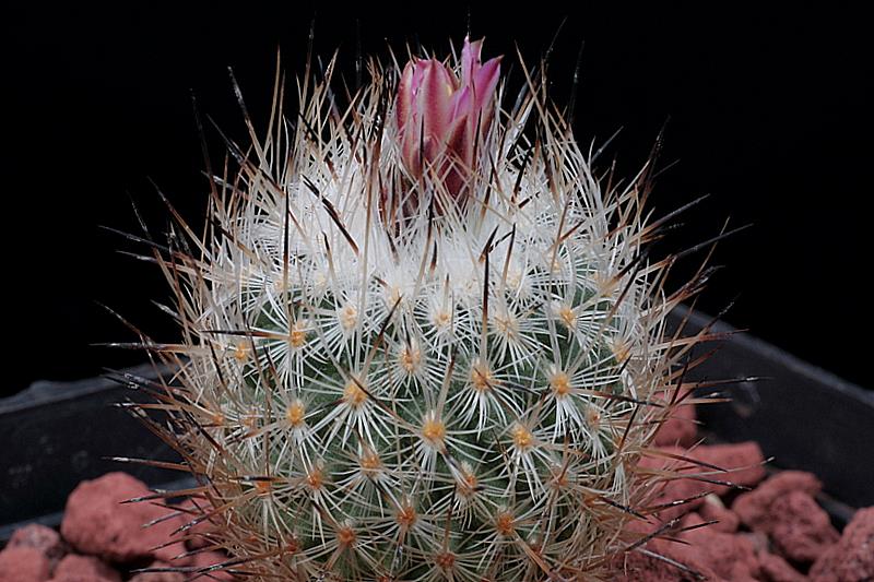 Rapicactus subterraneus ssp. zaragosae 