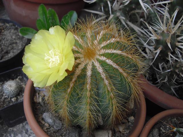 Notocactus magnificus 