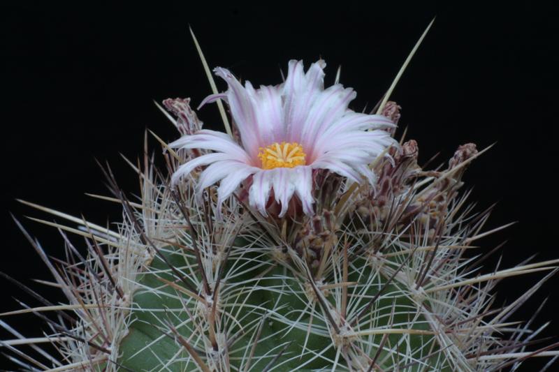 Thelocactus lausseri 