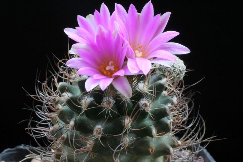 Turbinicarpus krainzianus 