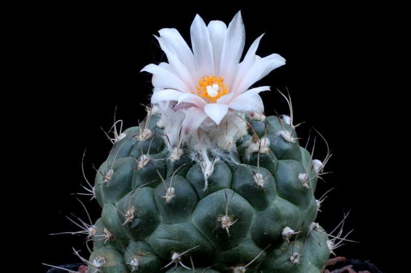 Turbinicarpus lophophoroides 