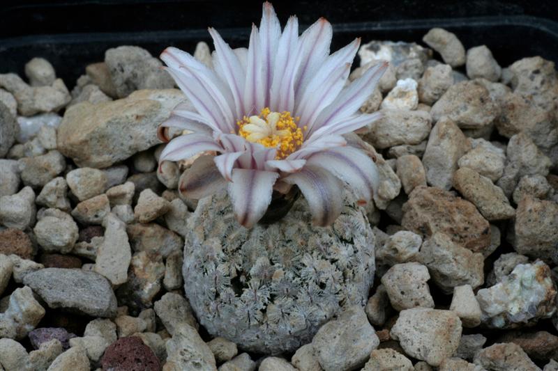 Turbinicarpus valdezianus v. albiflorus 