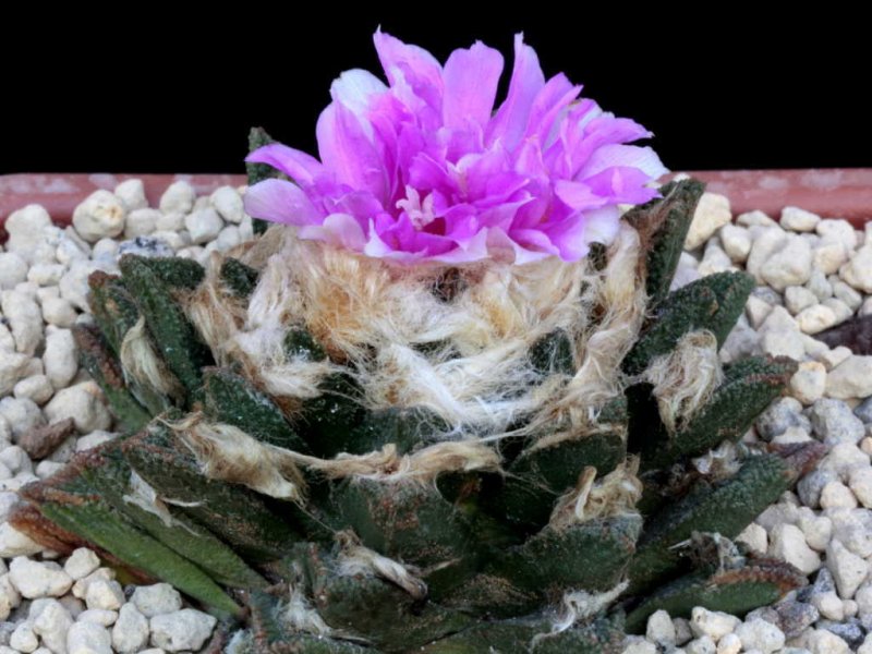 Ariocarpus bravoanus 