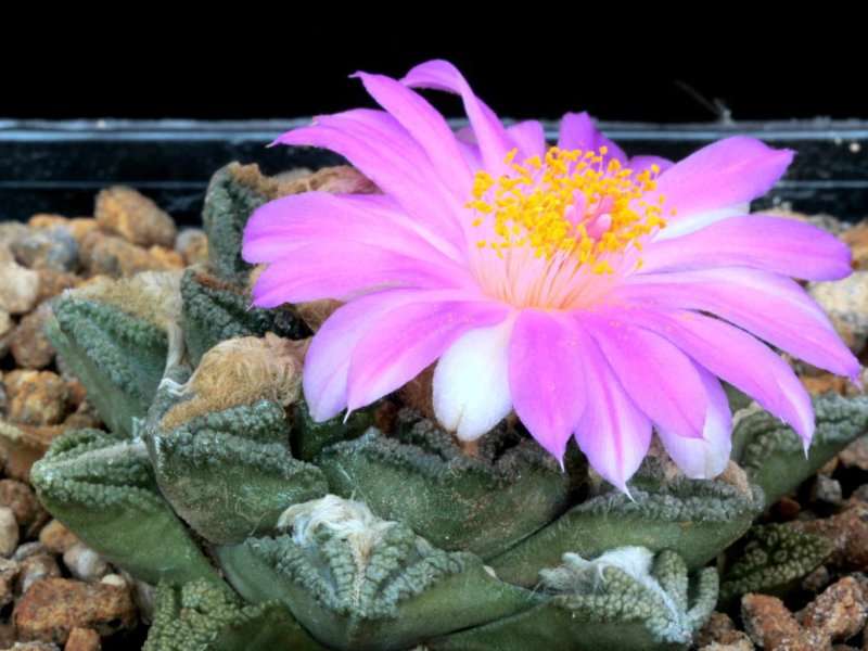 Ariocarpus bravoanus ssp. hintonii 