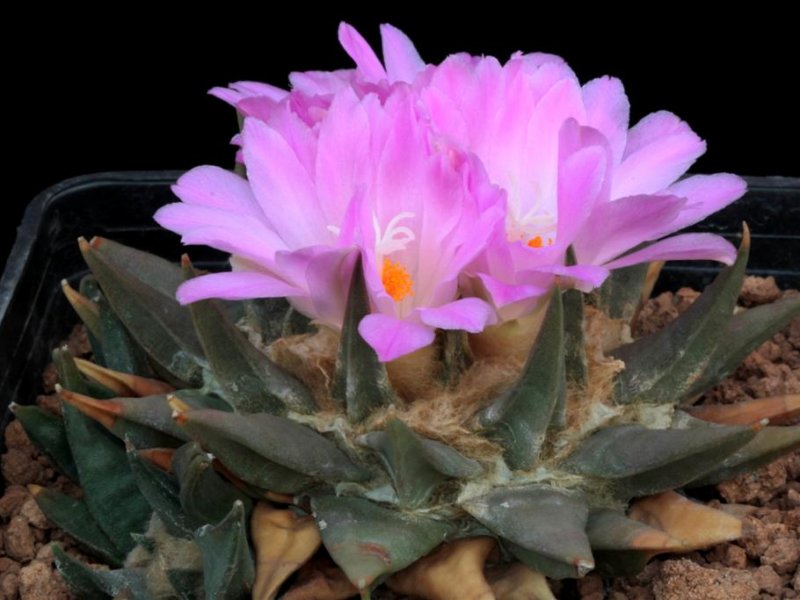 Ariocarpus confusus 