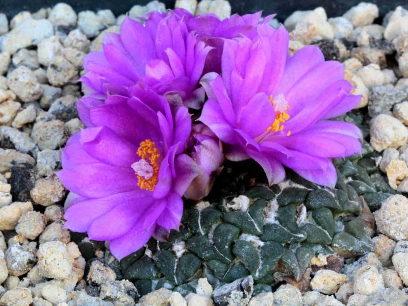 Ariocarpus kotschoubeyanus ssp. sladkovskyi 