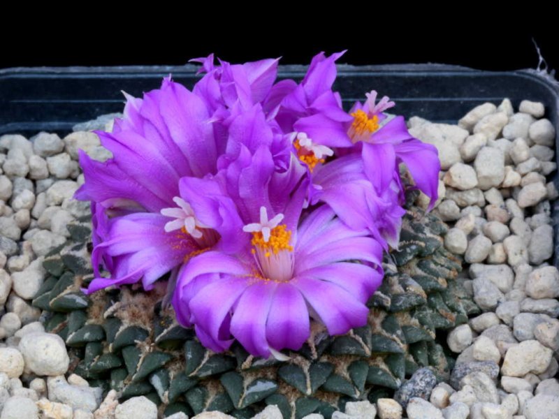 Ariocarpus kotschoubeyanus ssp. elephantidens 