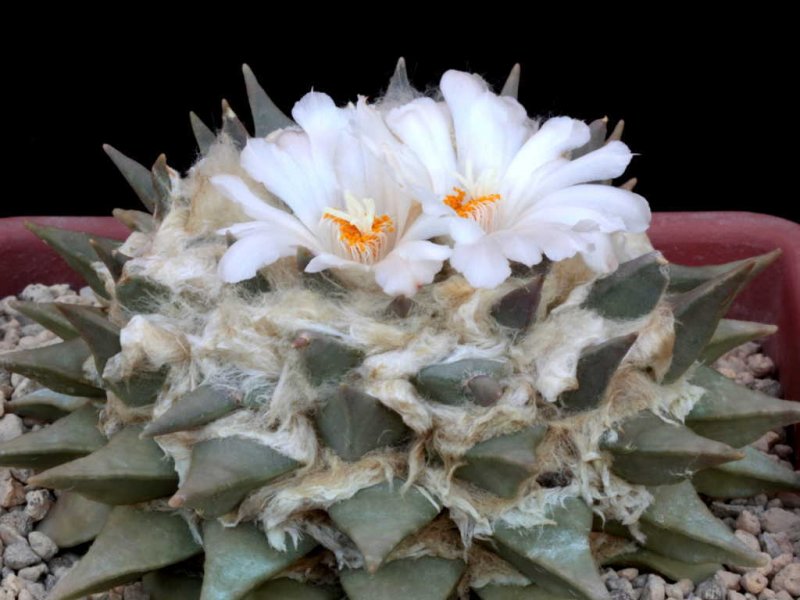 Ariocarpus retusus 