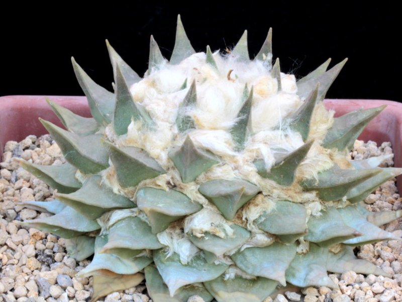 Ariocarpus retusus 