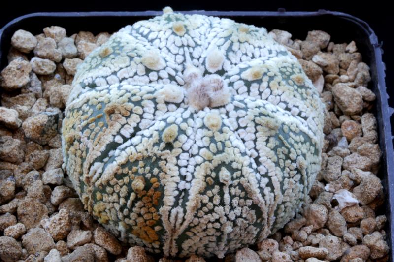Astrophytum asterias cv. super kabuto hanazono 