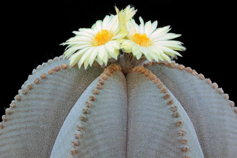 Astrophytum myriostigma 