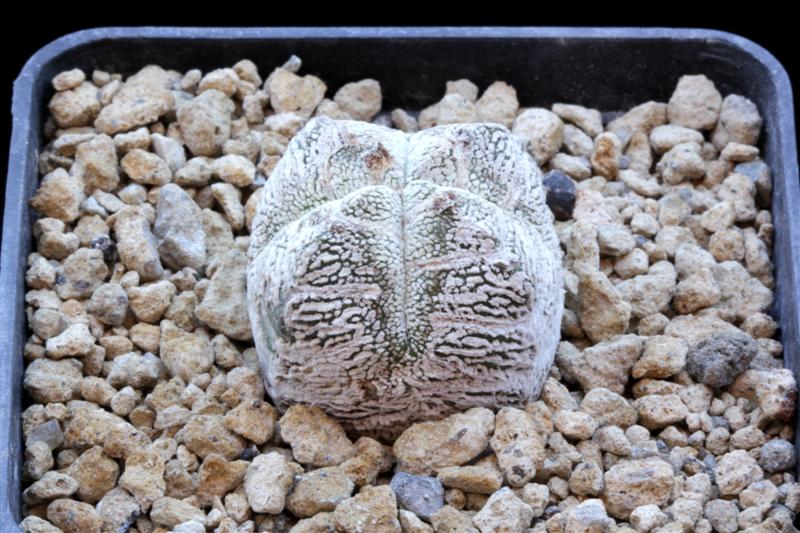 Astrophytum myriostigma cv. onzuka snow 