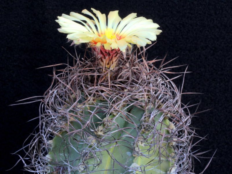 Astrophytum capricorne ssp. senile 