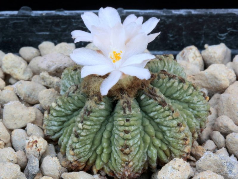 Aztekium ritteri 