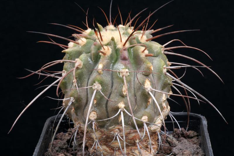 Copiapoa cinerea ssp. dealbata 