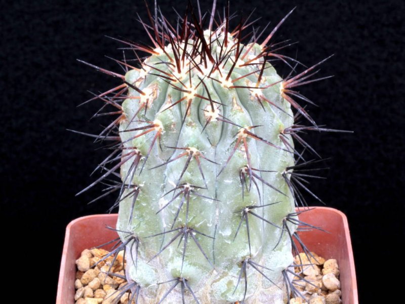 Copiapoa cinerea 